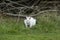 White albino kangaroo lying hidden in grass