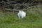 White albino kangaroo lying hidden in grass