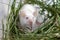 White albino laboratory mouse sitting in green dried grass, hay. Cute little rodent muzzle close up, pet animal concept