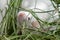 White albino laboratory mouse sitting in green dried grass, hay. Cute little rodent muzzle close up, pet animal concept