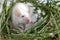 White albino laboratory mouse sitting in green dried grass, hay. Cute little rodent muzzle close up, pet animal concept