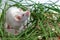 White albino laboratory mouse sitting in green dried grass, hay. Cute little rodent muzzle close up, pet animal concept