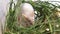 White albino laboratory mouse sitting in green dried grass, hay and sniffing the air. Cute little rodent muzzle close up