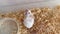 White albino laboratory mouse sitting and running in a plastic box, cage, cute little rodent muzzle close up, pet animal