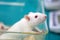 White (albino) laboratory rat