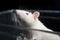 White (albino) laboratory rat in acrylic cage