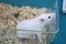 White (albino) laboratory rat in acrylic cage