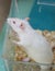 White (albino) laboratory rat in acrylic cage