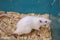 White (albino) laboratory rat in acrylic cage