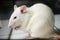 White (albino) laboratory rat on board