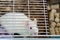 White (albino) laboratory rat in cage