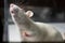 White (albino) laboratory rat in cage peeking