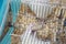 White (albino) laboratory rat eating in cage