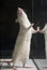 White (albino) laboratory rat standing on feet