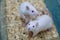 White (albino) laboratory rats