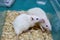 White (albino) laboratory rats