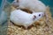 White (albino) laboratory rats