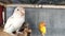 White Albino Lovebird With A Lutino Lovebird In The Background