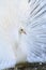 White Albino Peafowl