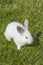 White albino rabbit