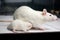 White (albino) rat with baby rat on board