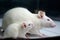 White (albino) rat with baby rat on board