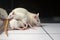 White (albino) rat with baby rats on board