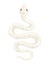 White albino snake cartoon animal design flat vector illustration isolated on white background