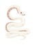 White albino snake cartoon animal design flat vector illustration isolated on white background