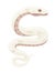 White albino snake cartoon animal design flat vector illustration isolated on white background