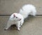White Albino Squirrel on Pavement