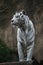 White albino tiger