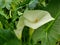 white alcatraz flower in a garden