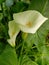 white alcatraz flower in a garden