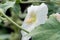 White alcea, hollyhock flowers closeup