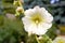 White Alcea Rosea