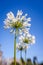 White allium flower