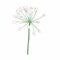 White Allium in flower. Allium on white. Object flower onion. Illustration of ramson plant in bloom.