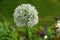 A white Allium flower in full bloom in a garden setting. The Allium`s large globe shaped head made up of tight clusters of spiky