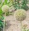 White Allium flowers, ball flower, genus of monocotyledonous