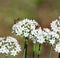 White Allium Flowers with bees