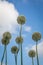 White alliums in Cornwall england uk.