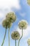 White alliums in Cornwall england uk.