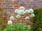 White Alliums in english Garden