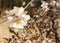 White Almond blossom flower, vernal blooming of almond tree flowers