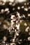 White Almond blossom flower, vernal blooming of almond tree flowers