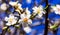 White almond blossoms against the sky