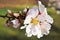 White almond flowers blossom branch photo