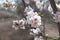 White Almond tree flowers focus over blurred branches background early spring seasonal plant blooming