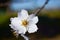 White almond tree flowers in Portugal forest